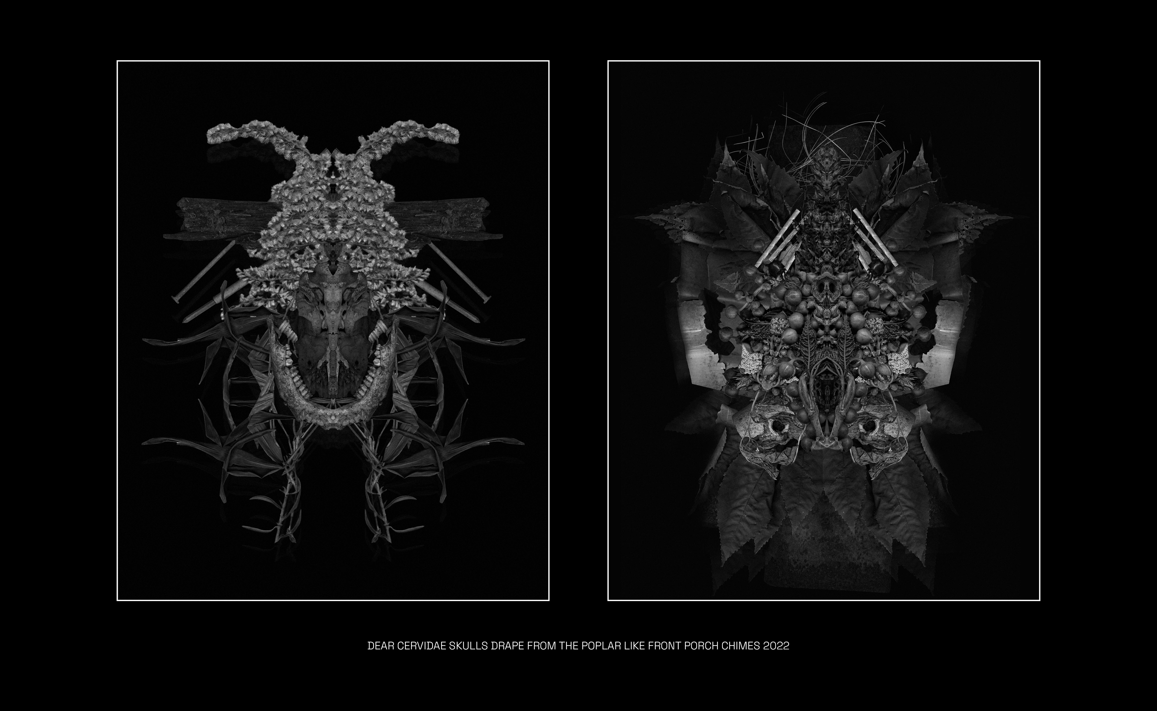 Images of diptych artwork dear cervidae skulls drape from the poplar like front porch chimes 2022.